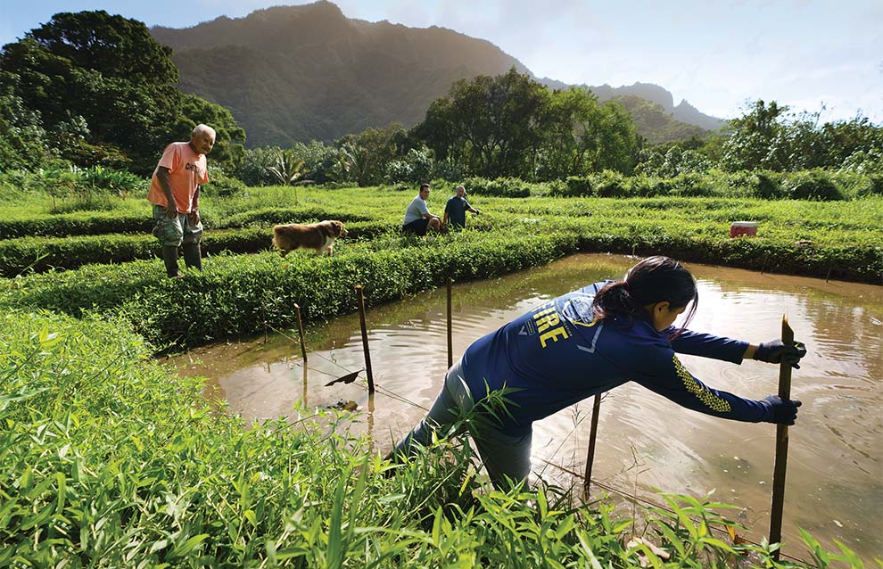 taro farmers working on the farm with mountains in the distance. 