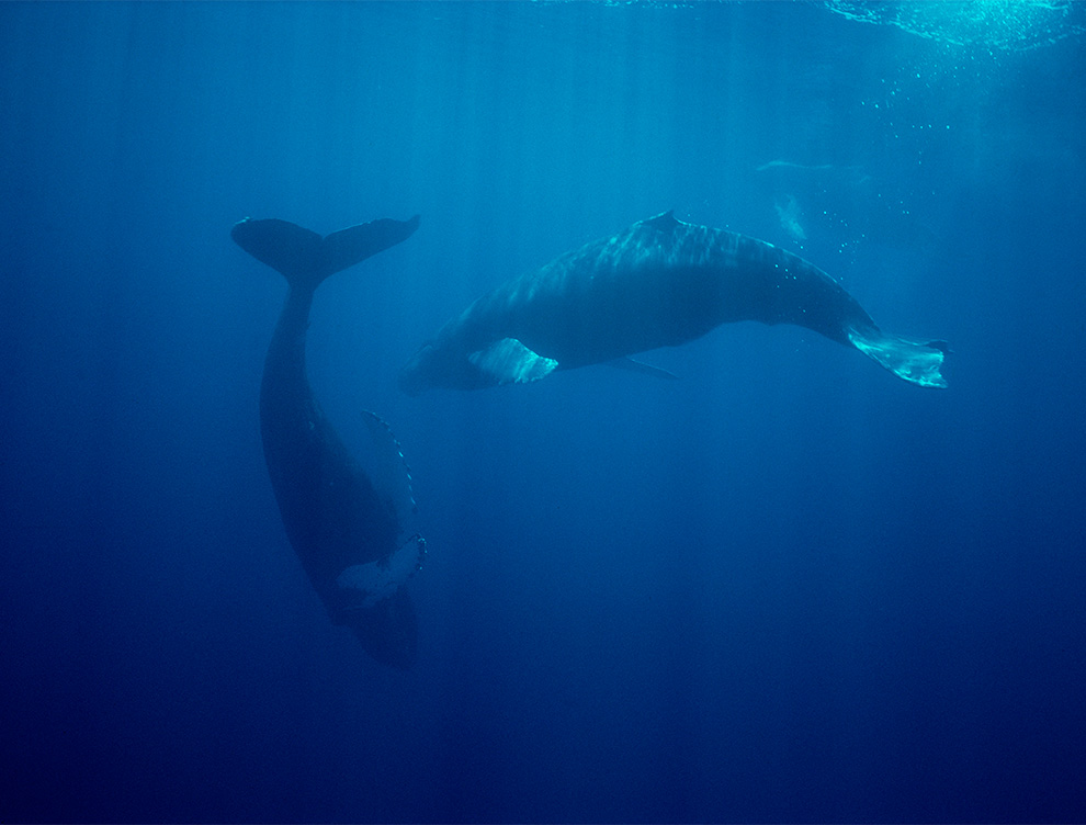 underwater photo of two whales