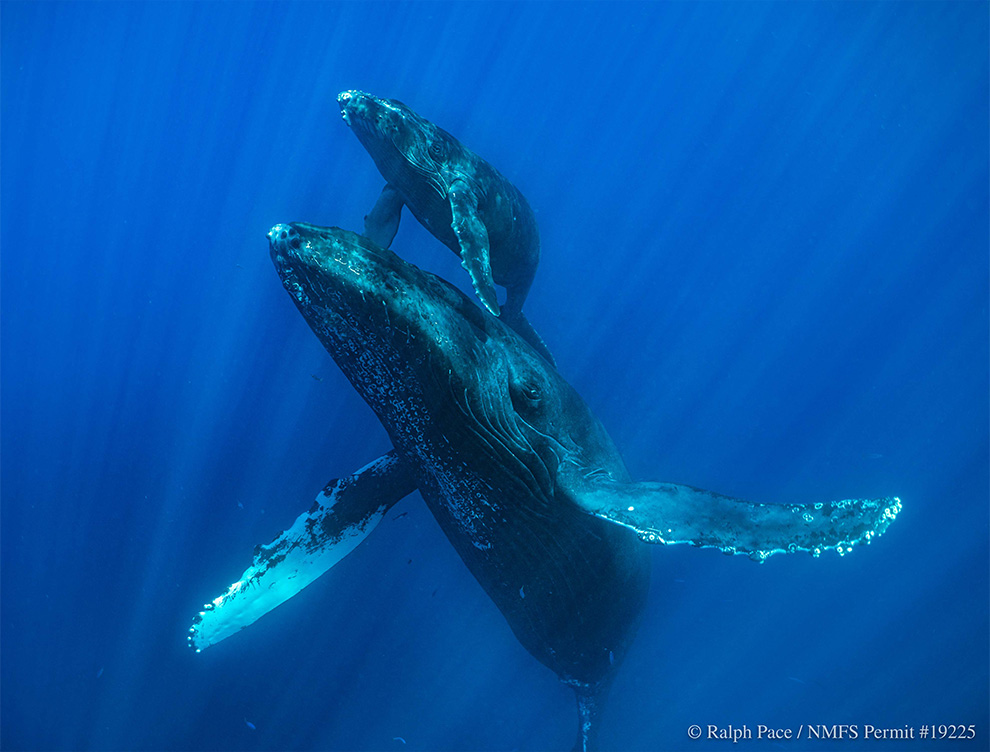 underwater photo of two whales, one young and one older