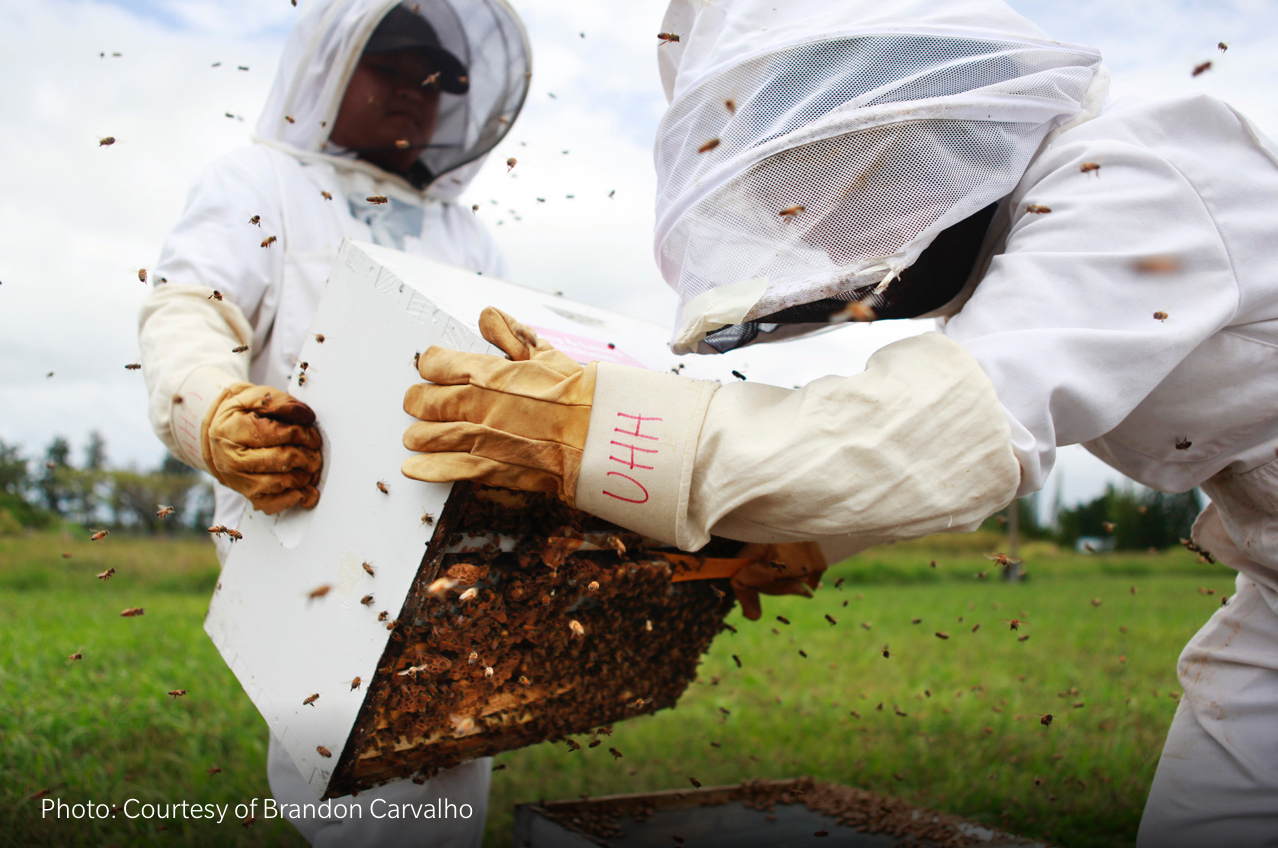 Adopt a Bee Hive with Alan Wong