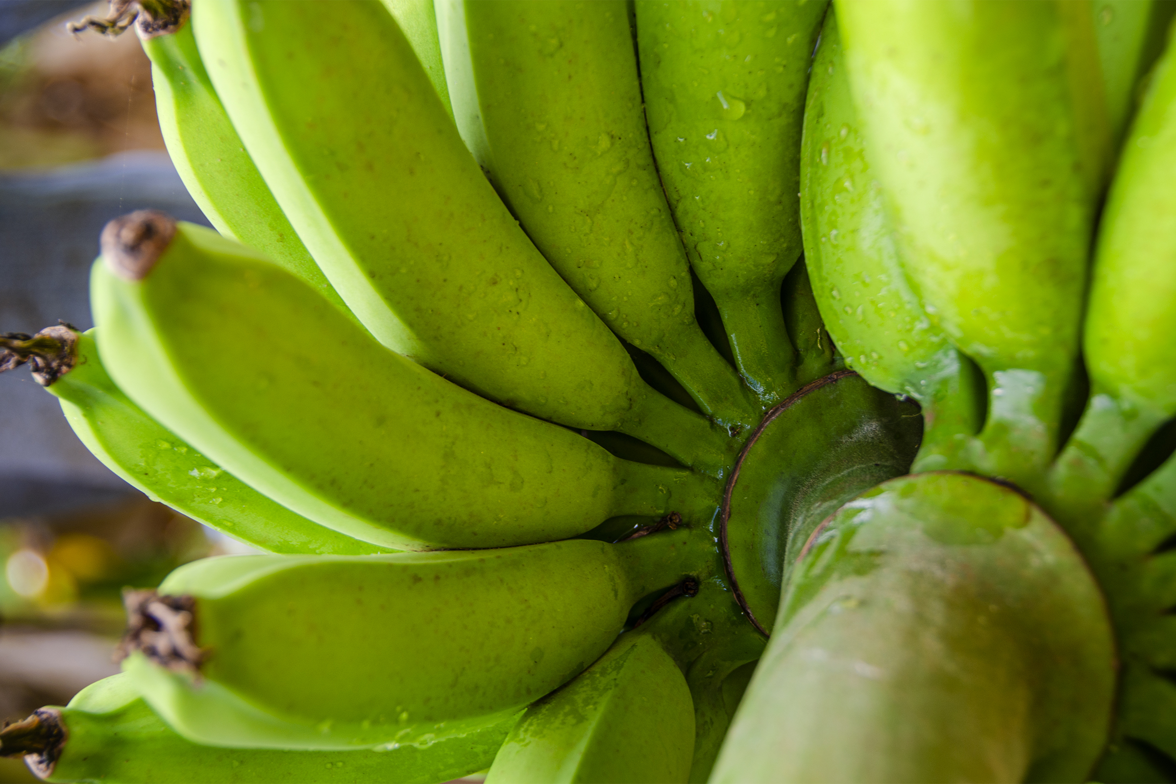 Apple Bananas