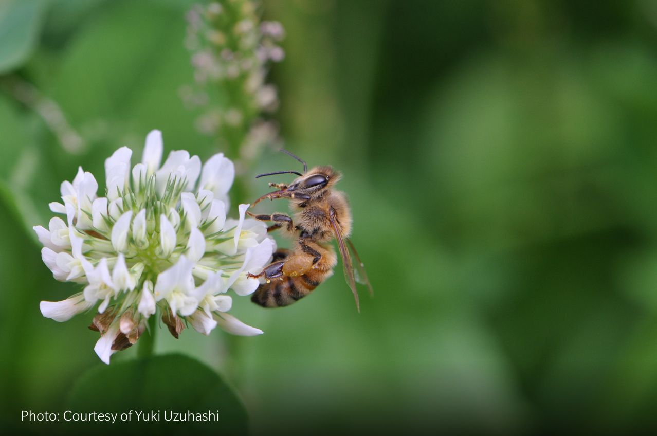 beekeepers-visit-program