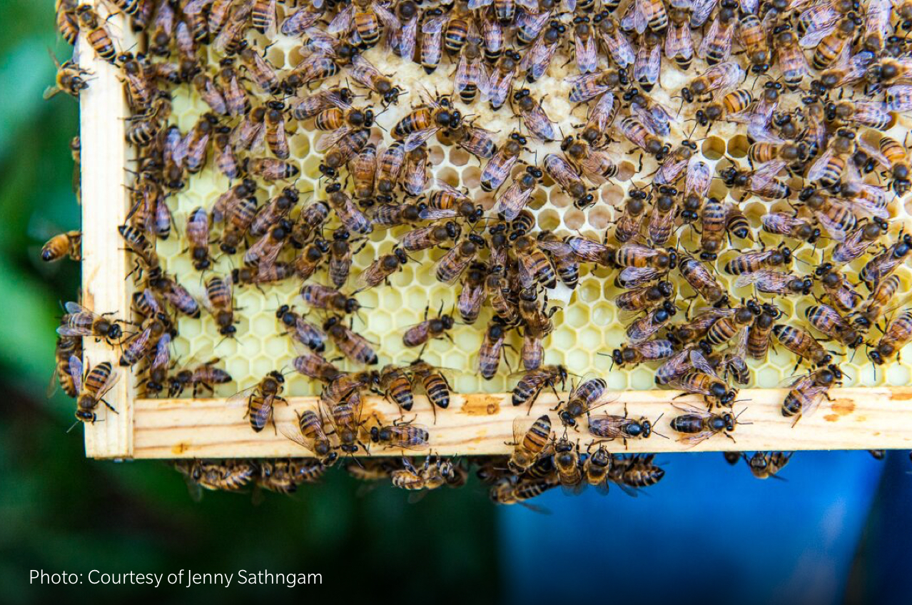 Beelive Hawaii Honey Bee Tour