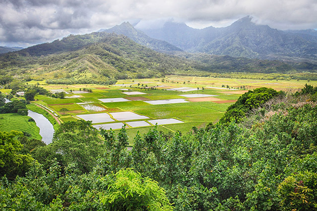 view over hanalei