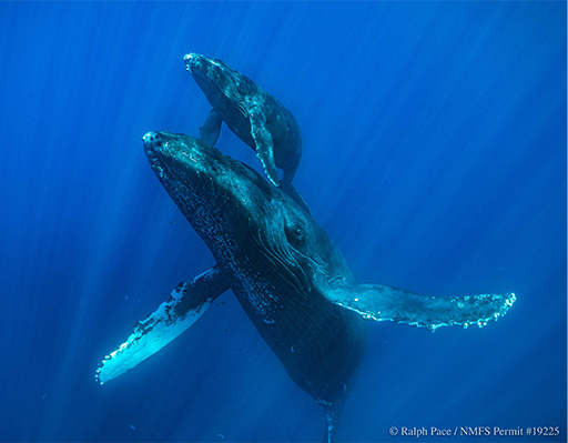 underwater photo of two whales