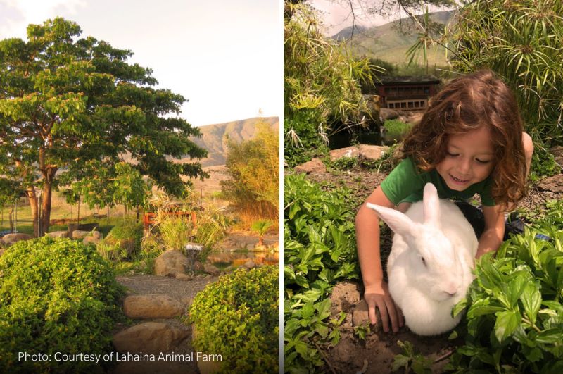 Lahaina Animal Farm