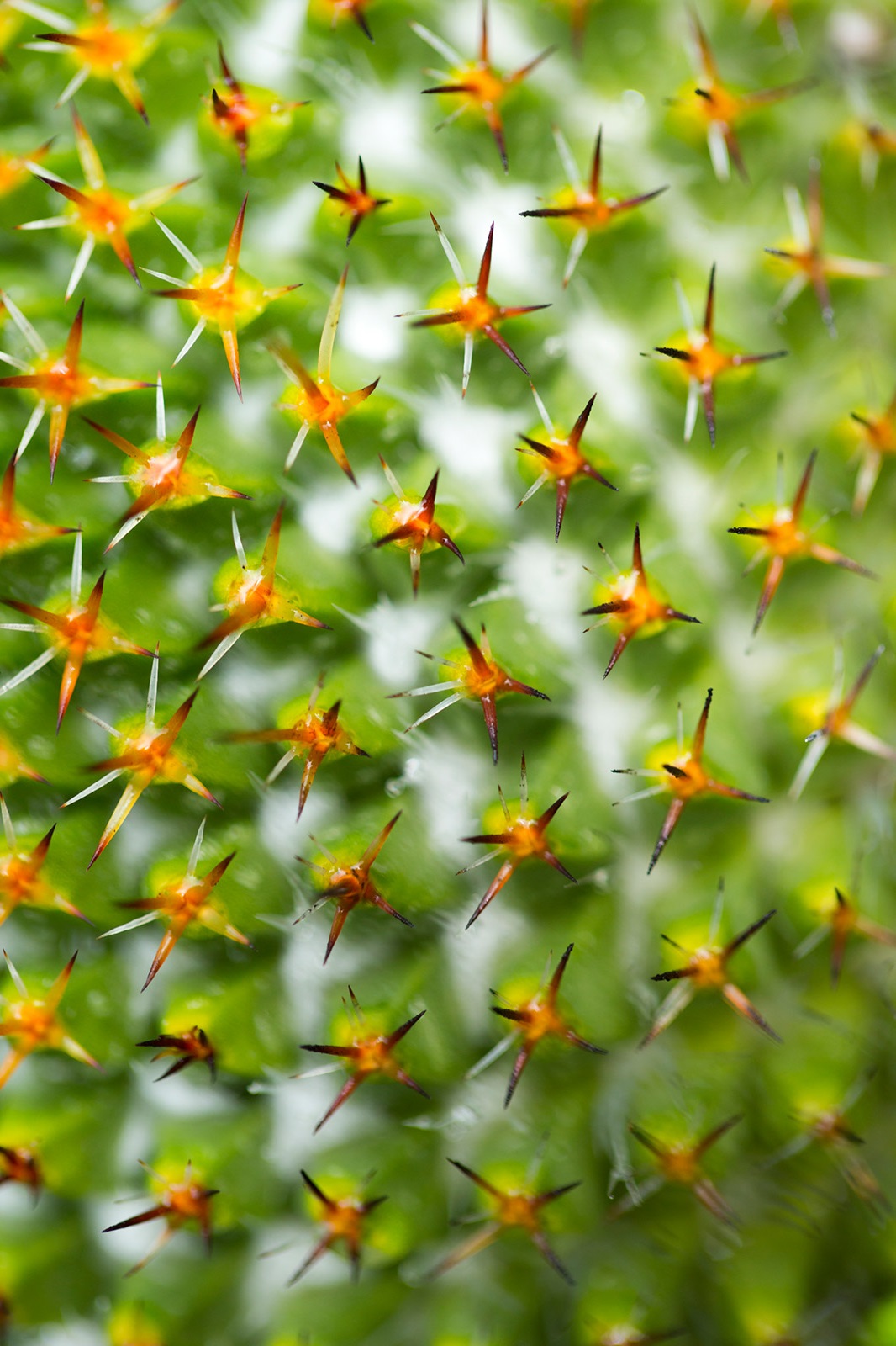 Mammillaria cactus