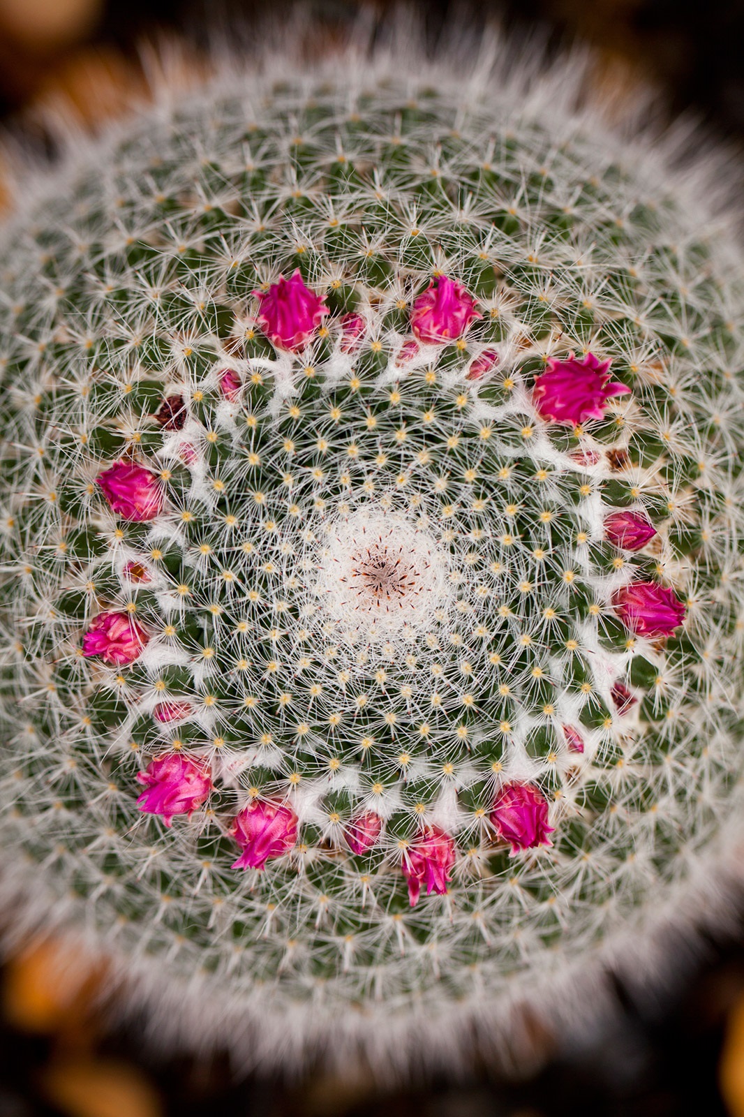 Mammillaria cactus