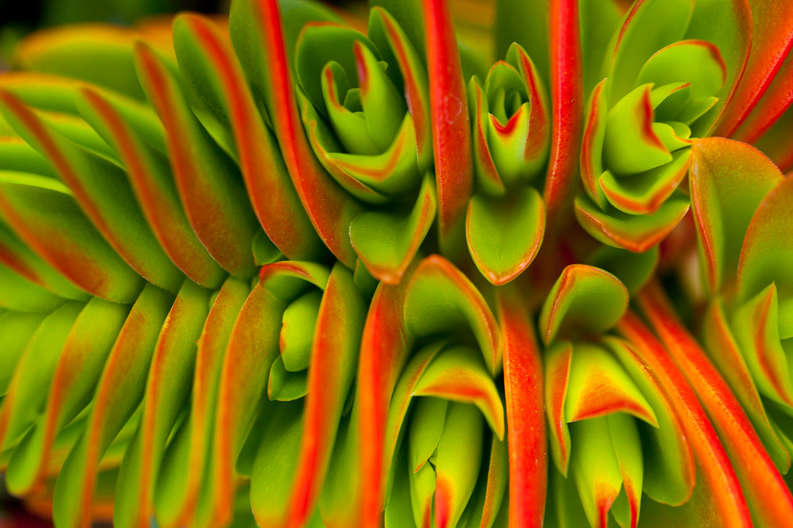 succulents3