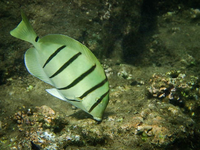 Convict tang