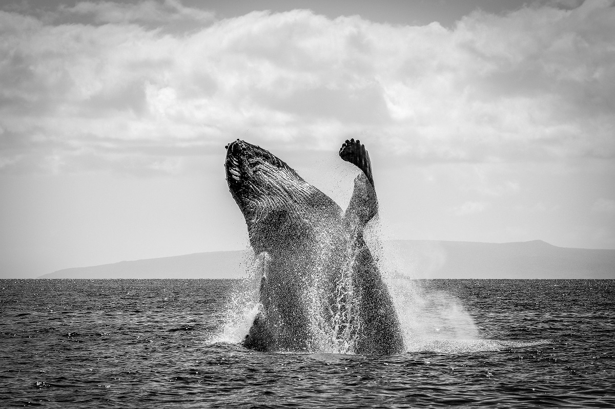 Humpback whale breaching