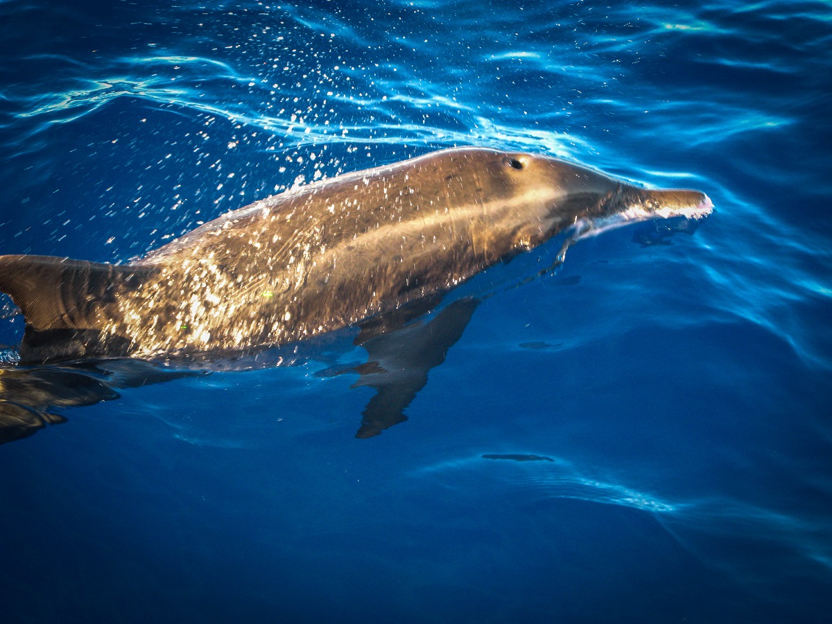 Spinner dolphin